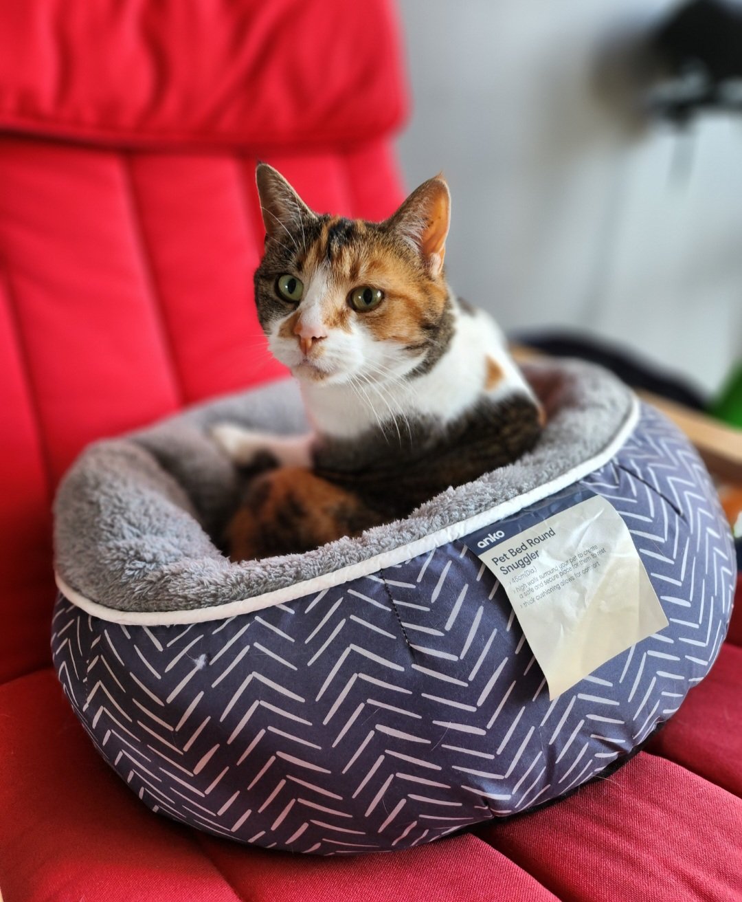 Feline majesty and wounder of natural elegance